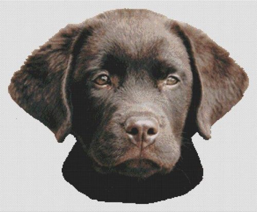 (image for) Chocolate Lab Puppy 2